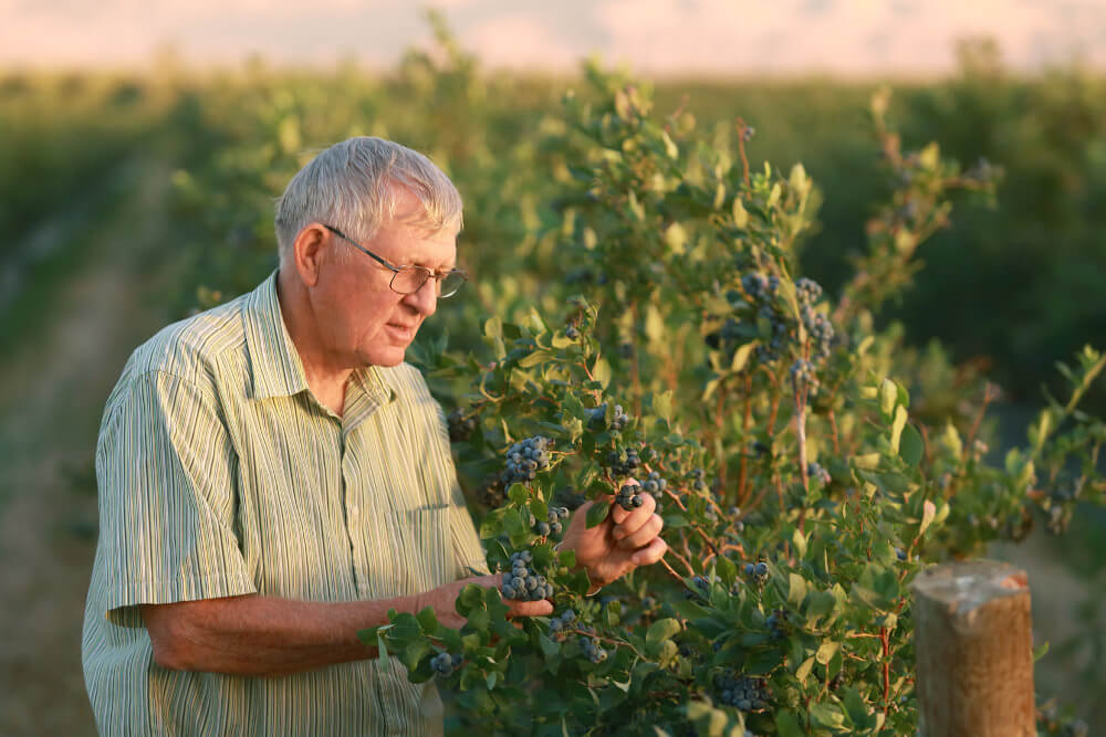 mother-nature_blueberry.jpg